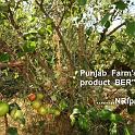 Punjab_Farm 008